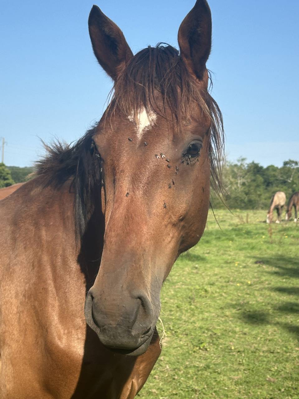 Castrone Sella Francese In vendita 2022 Baio