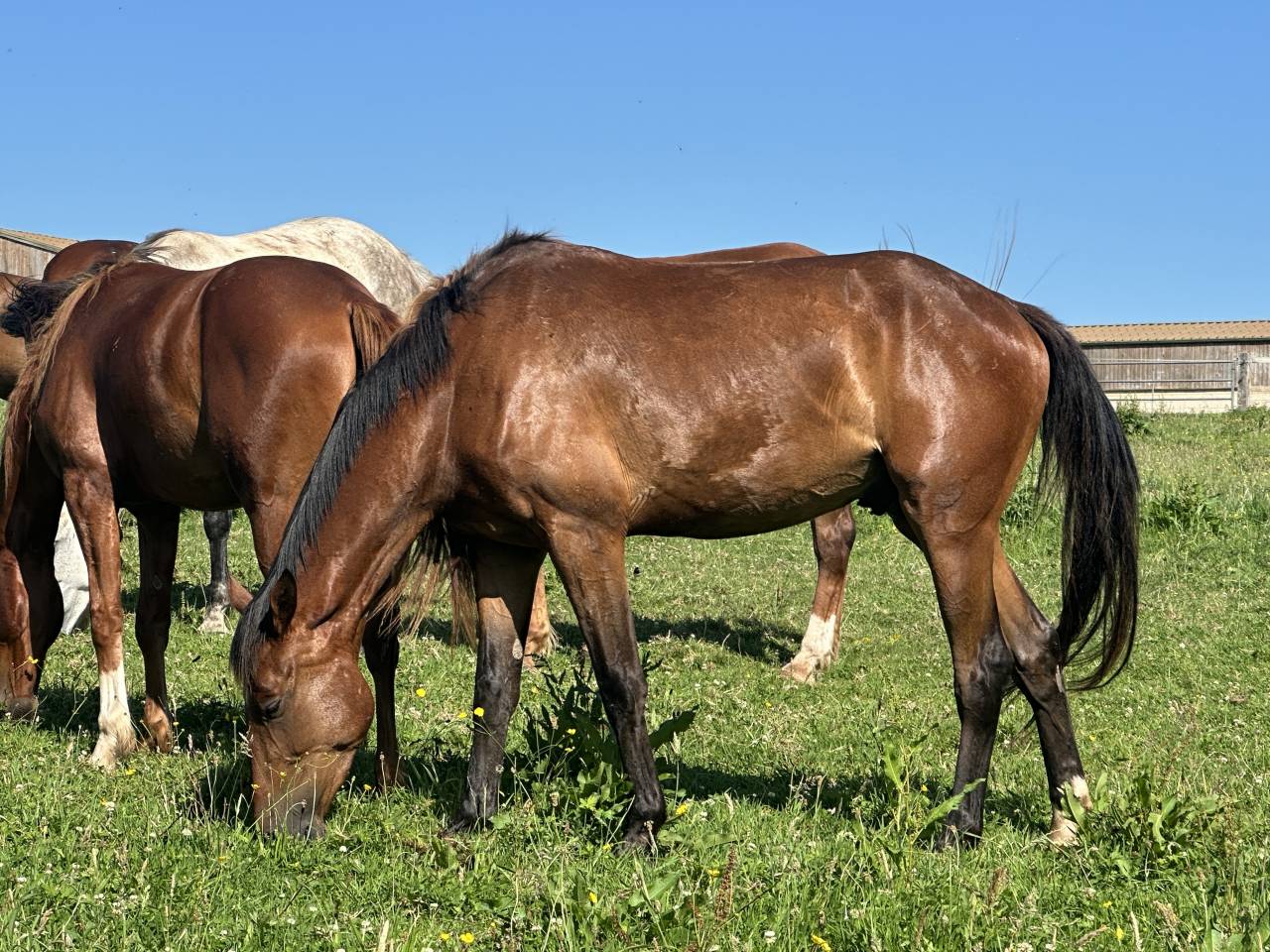 Castrone Sella Francese In vendita 2022 Baio