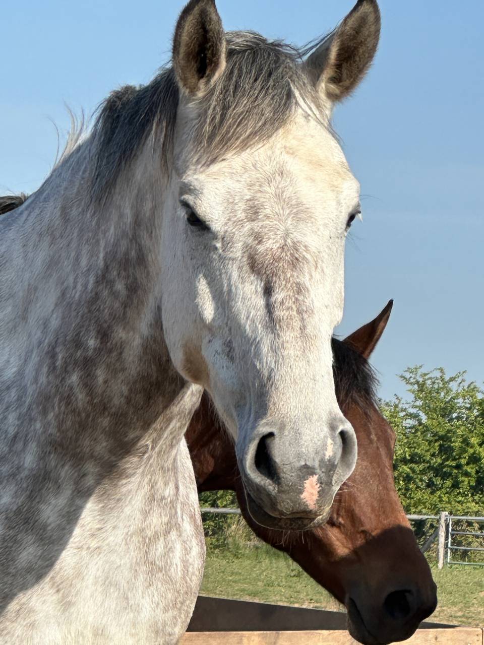 Cavalla Sella Francese In vendita 2019 Grigio