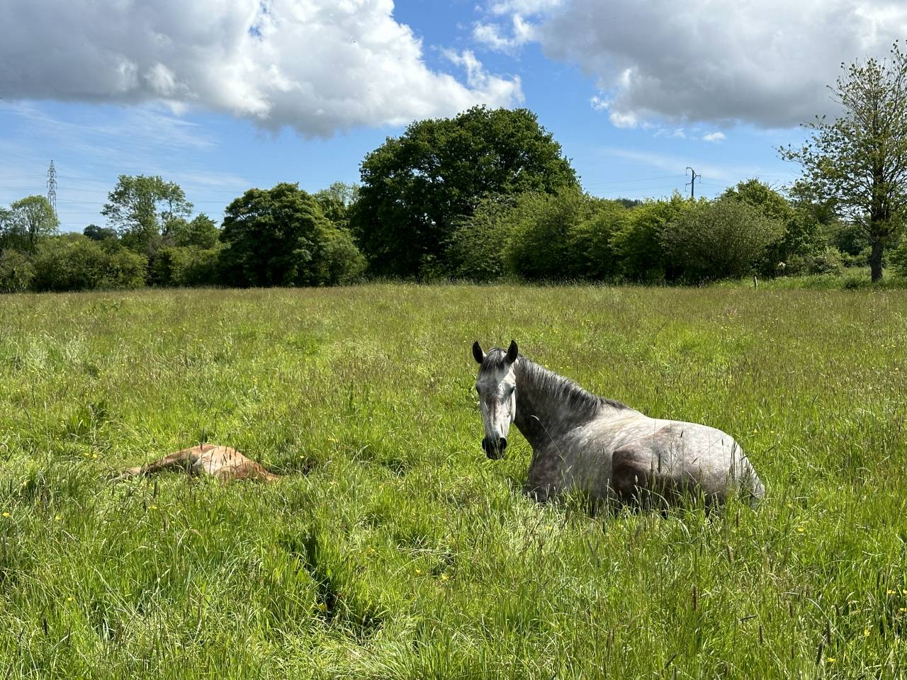 Cavalla Sella Francese In vendita 2019 Grigio