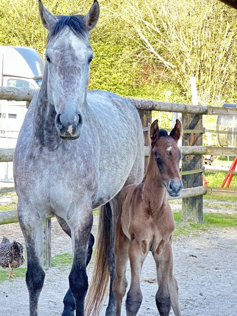 Cavalla Sella Francese In vendita 2019 Grigio