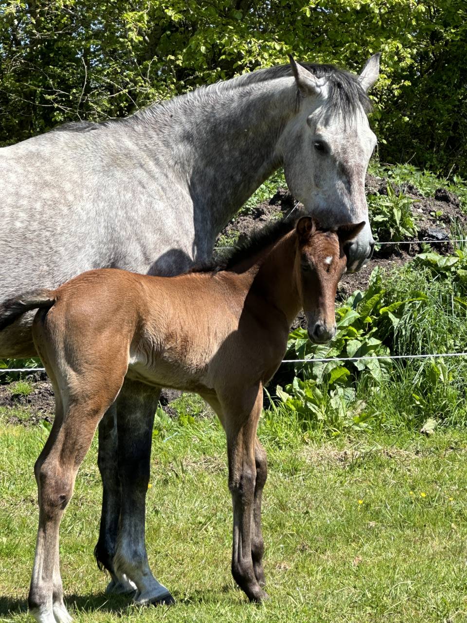 Cavalla Sella Francese In vendita 2019 Grigio