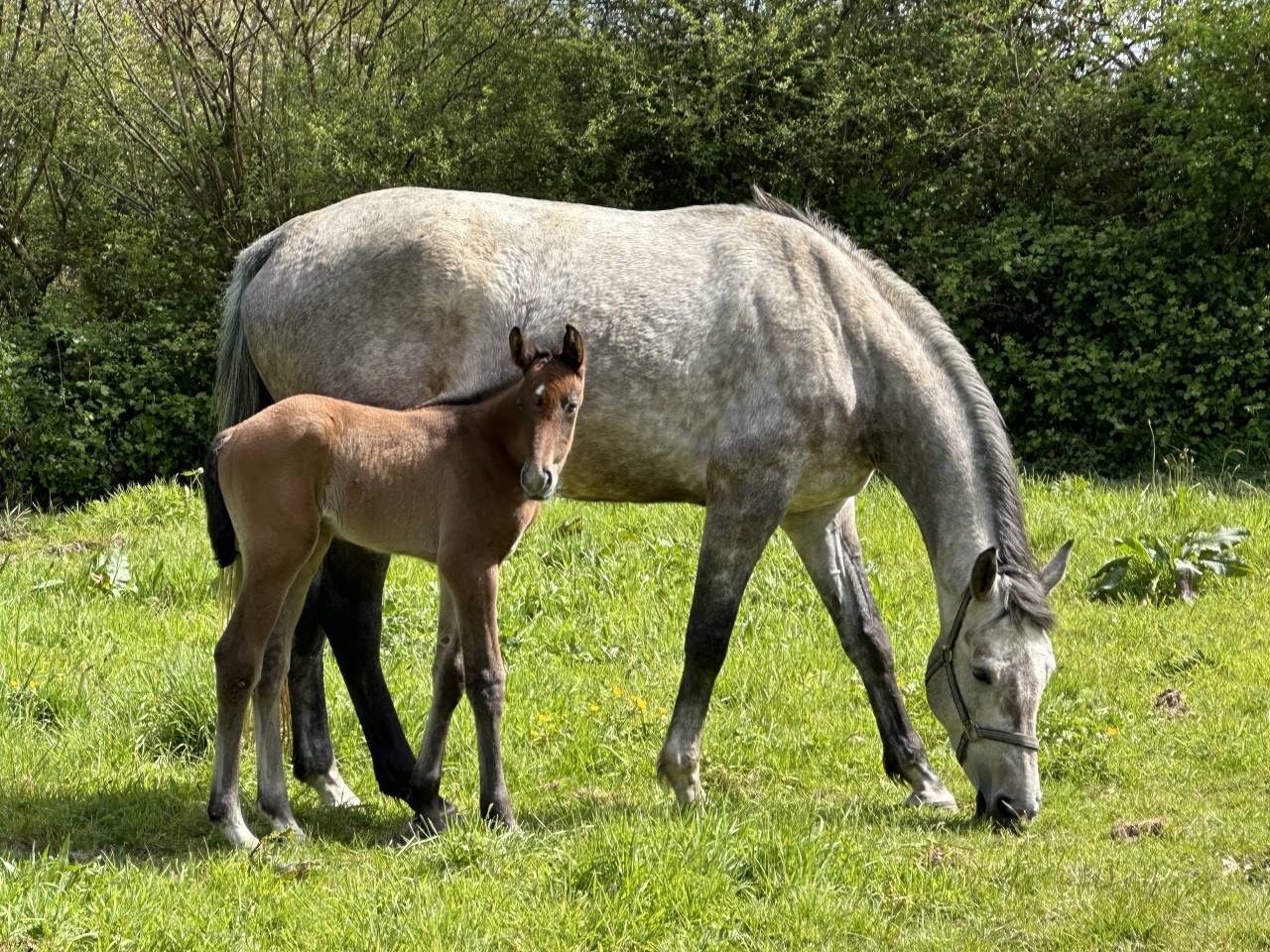 Cavalla Sella Francese In vendita 2019 Grigio