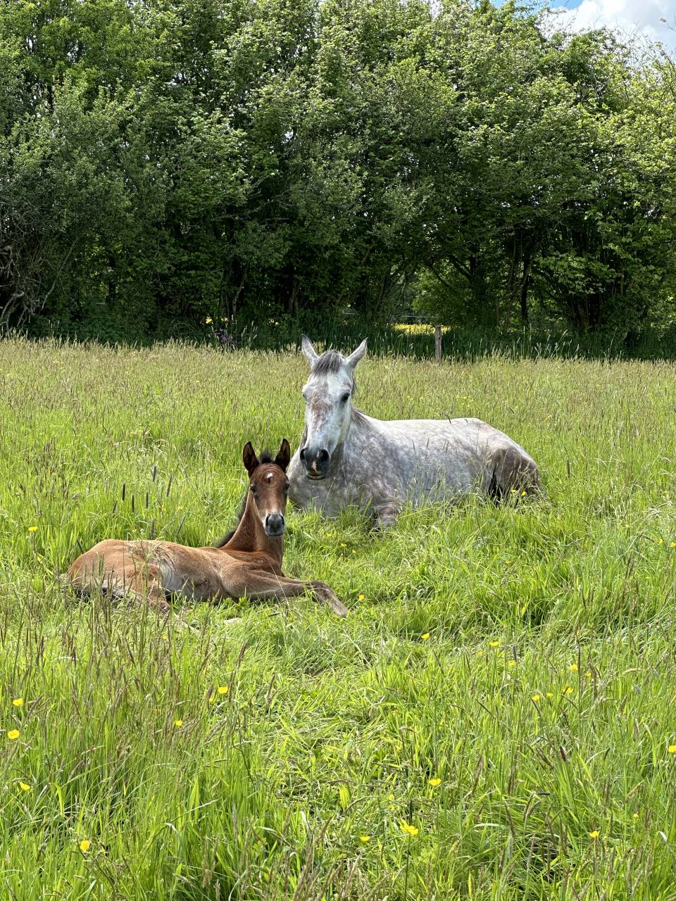 Cavalla Sella Francese In vendita 2019 Grigio