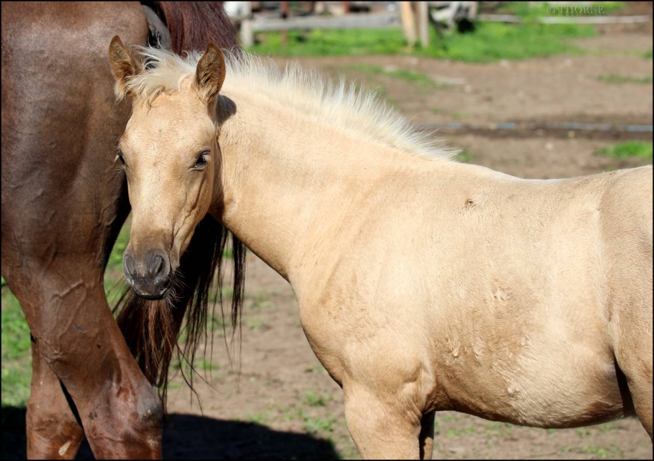 Puledra Sella Francese In vendita 2025 Palomino ,  Cremell aux lays