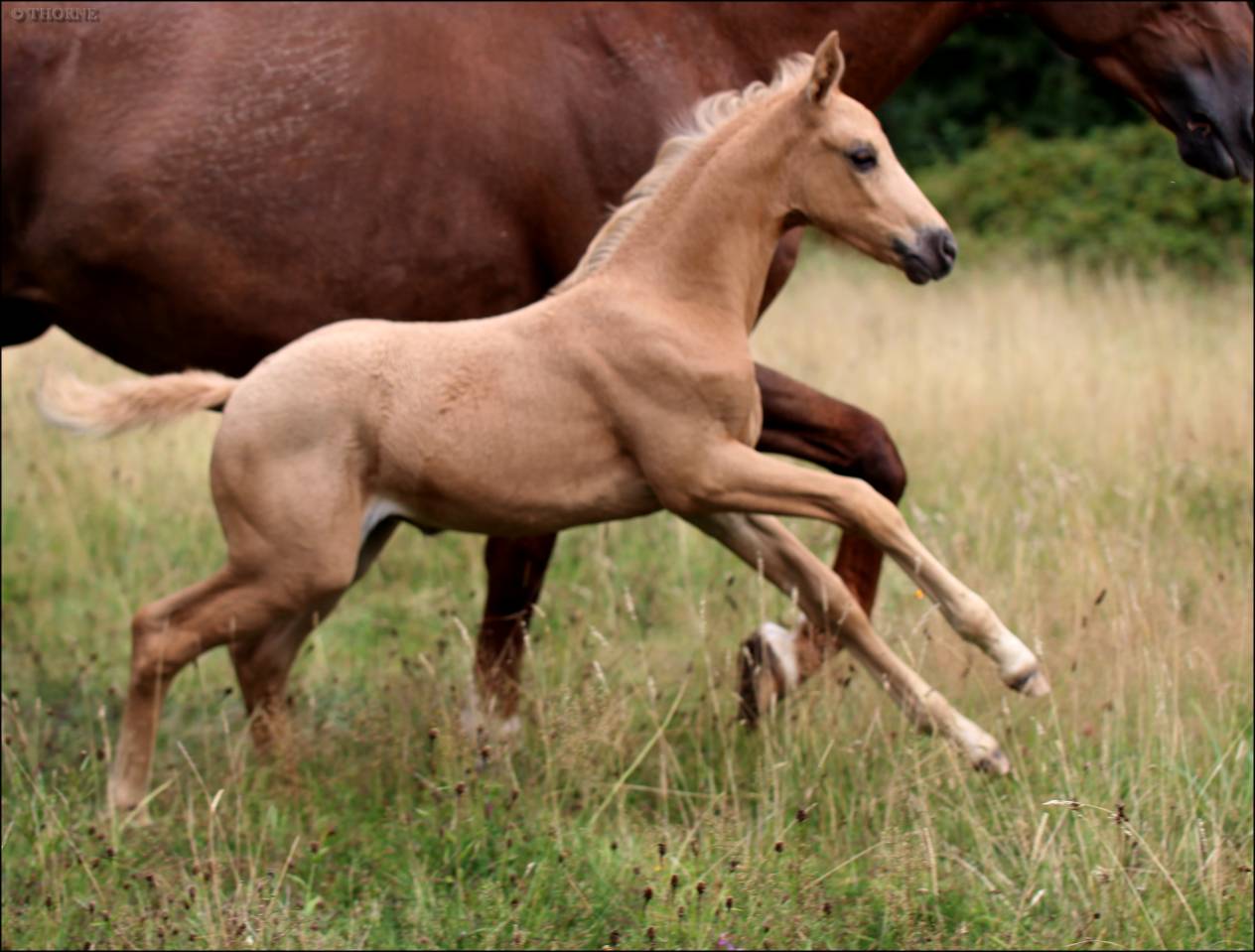 Puledra Sella Francese In vendita 2025 Palomino ,  Cremell aux lays