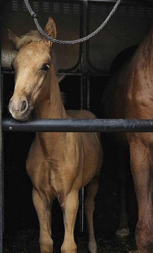 Puledra Sella Francese In vendita 2025 Palomino ,  Cremell aux lays