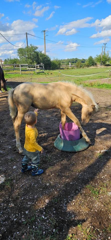 Puledra Sella Francese In vendita 2025 Palomino ,  Cremell aux lays