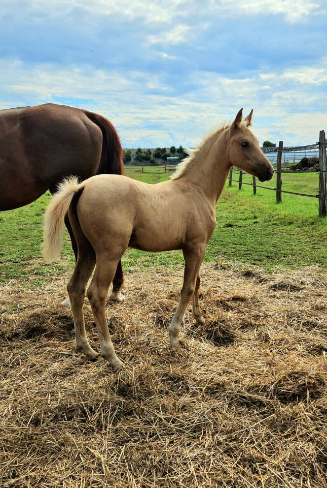 Puledra Sella Francese In vendita 2025 Palomino ,  Cremell aux lays