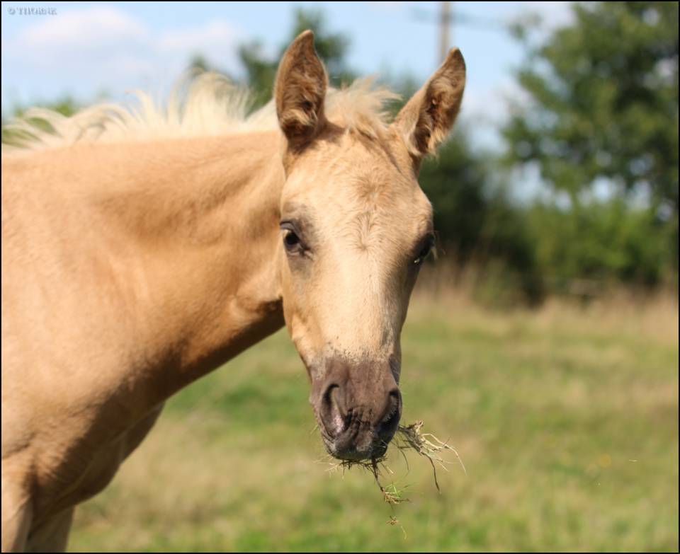 Puledra Sella Francese In vendita 2025 Palomino ,  Cremell aux lays