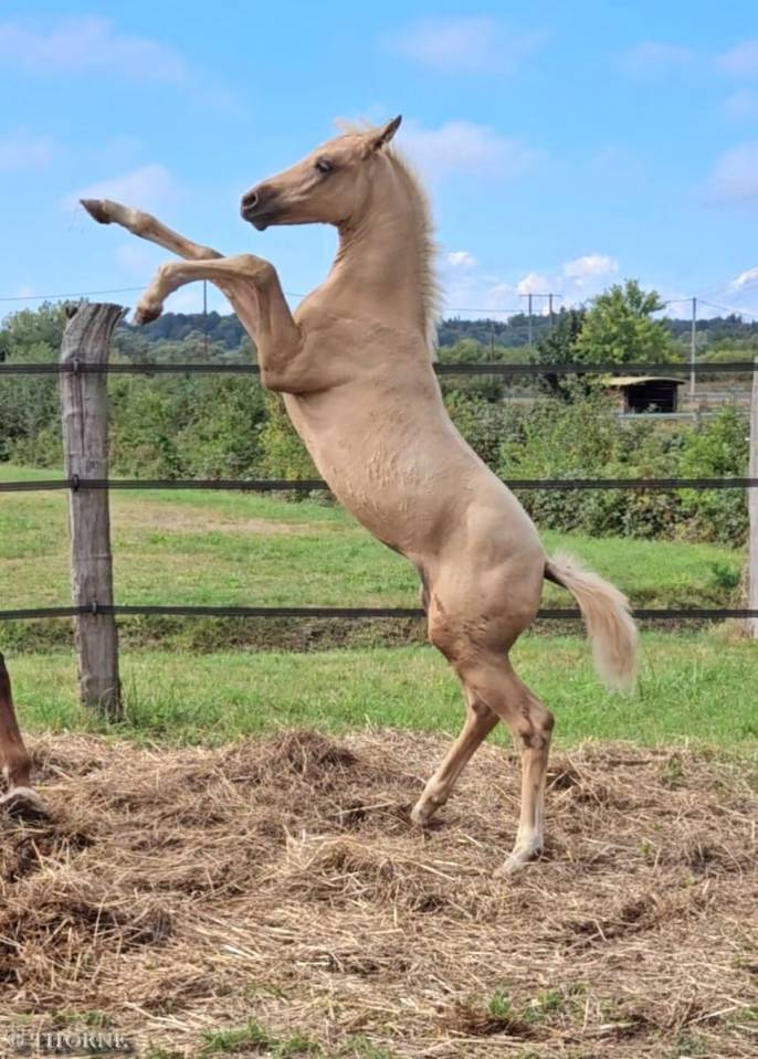 Puledra Sella Francese In vendita 2025 Palomino ,  Cremell aux lays