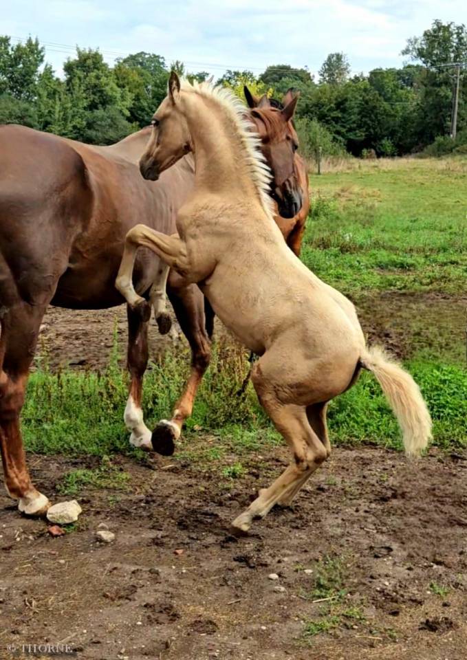 Puledra Sella Francese In vendita 2025 Palomino ,  Cremell aux lays
