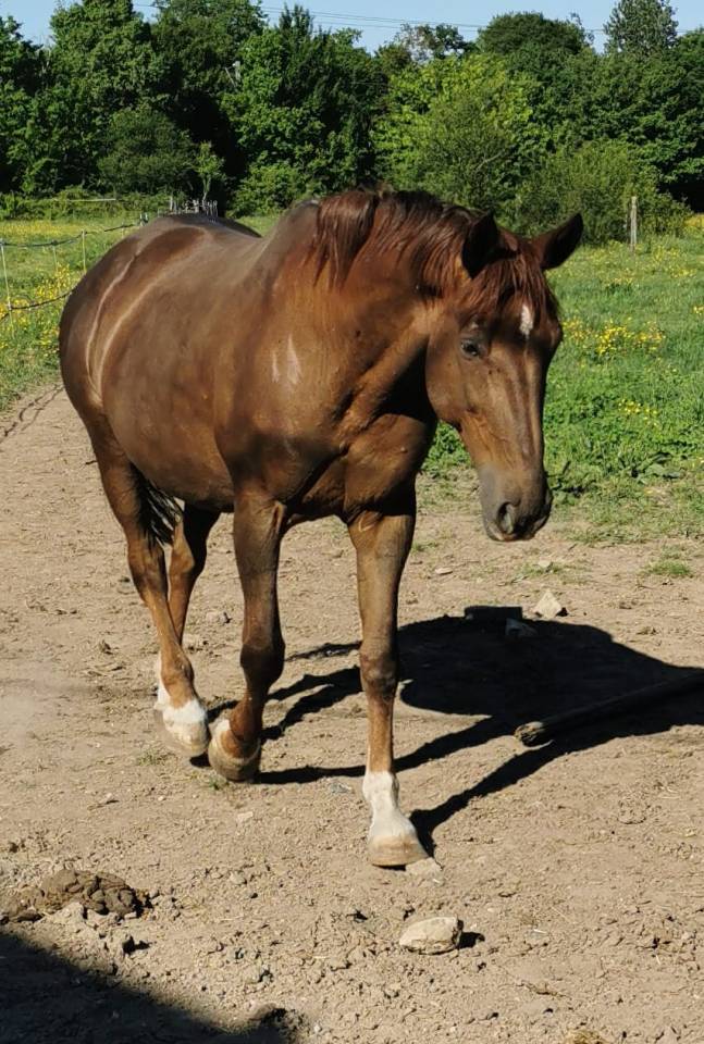 Puledra Sella Francese In vendita 2025 Palomino ,  Cremell aux lays