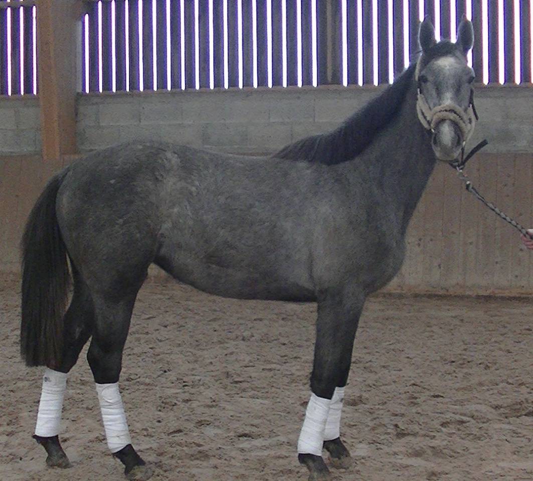 Cavalla Sella Francese In vendita 2018 Grigio ,  Donatello du Bailly – SF