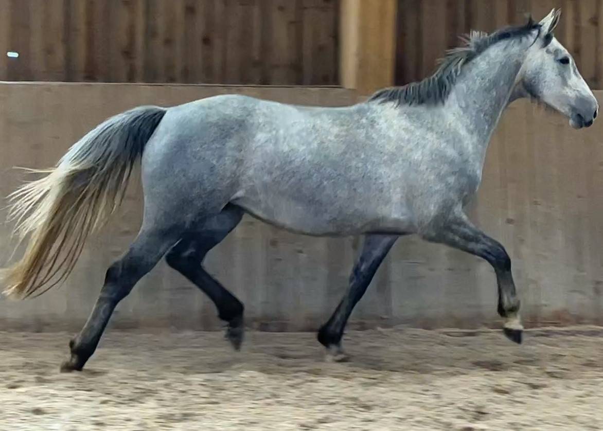 Cavalla Sella Francese In vendita 2018 Grigio ,  Donatello du Bailly – SF