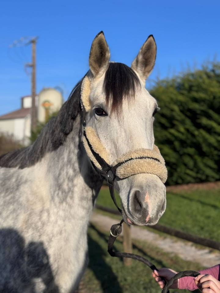 Cavalla Sella Francese In vendita 2019 Grigio ,  LAURIER DE HERE