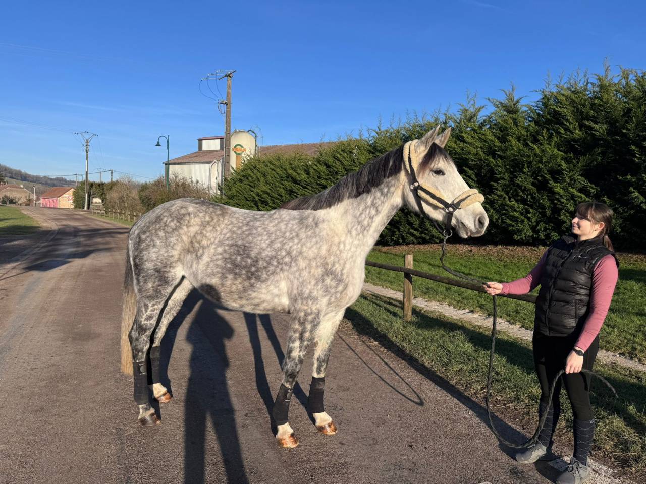 Cavalla Sella Francese In vendita 2019 Grigio ,  LAURIER DE HERE