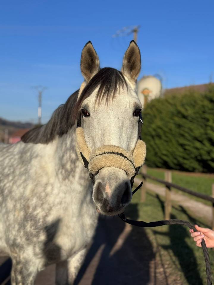 Cavalla Sella Francese In vendita 2019 Grigio ,  LAURIER DE HERE