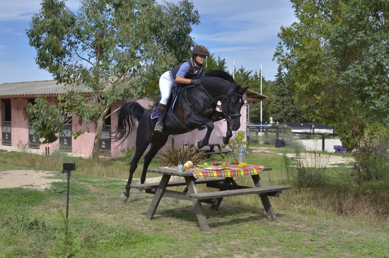 Stallone Purosangue Arabo In vendita 2017 Nero ,  Ka Noon Rej
