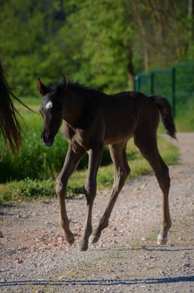 Stallone Purosangue Arabo In vendita 2017 Nero ,  Ka Noon Rej