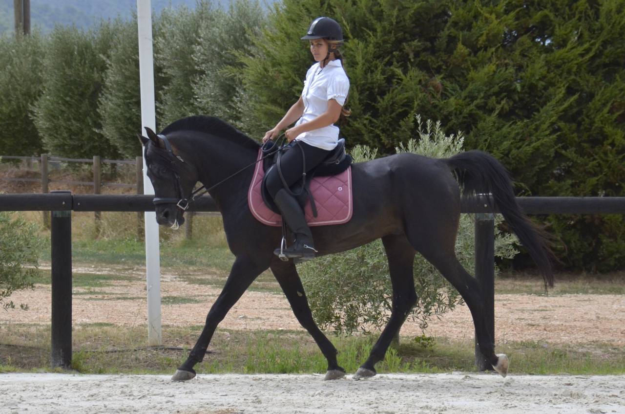 Stallone Purosangue Arabo In vendita 2017 Nero ,  Ka Noon Rej