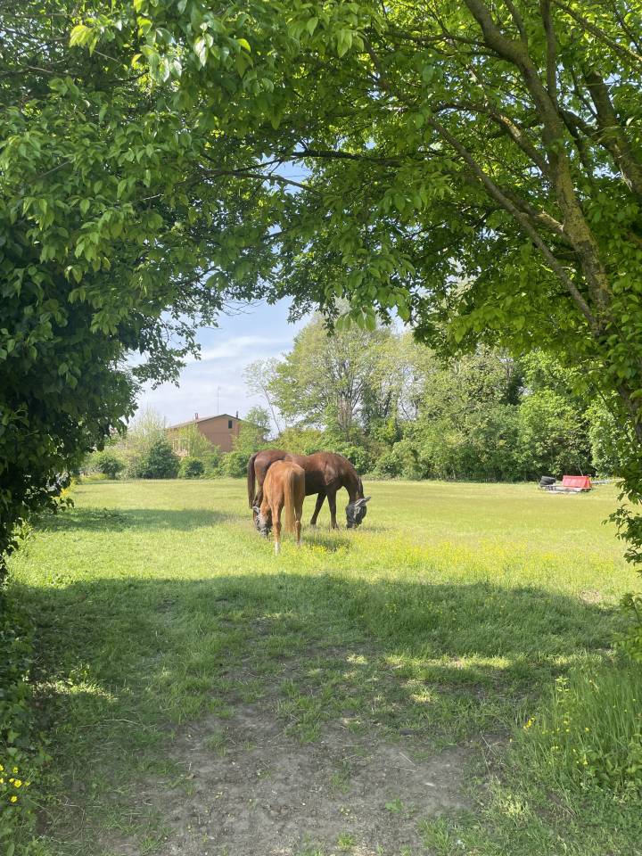 Pensione cavalli - Scuderia Castelletto 46047 Mantova
