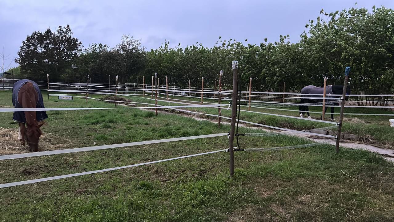 Offro pensione per cavalli in contesto famigliare 