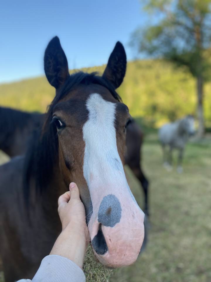 Castrone Welsh Part Bred In vendita 2024 Baio