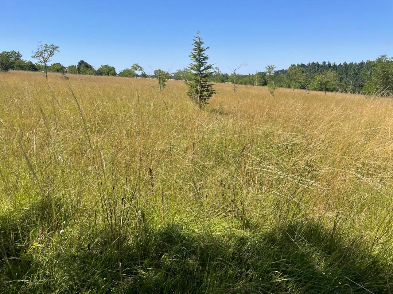 Bella dimora equestre In vendita Charente