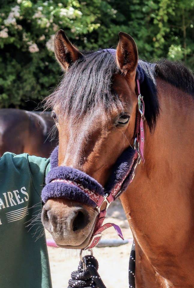 Cavalla Origine non conosciuta  In vendita 2018 Baio scuro ,  Artiste de la Trigale PFS