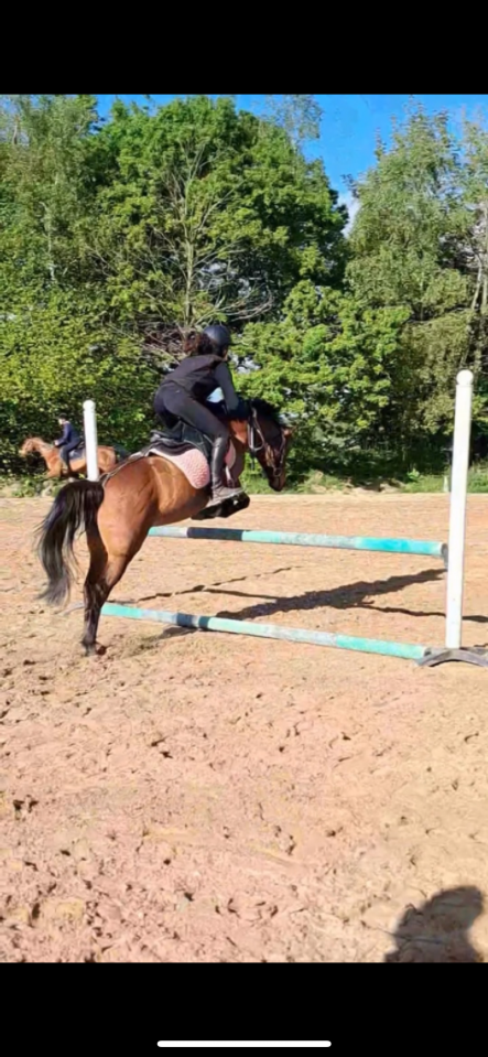 Cavalla Origine non conosciuta  In vendita 2018 Baio scuro ,  Artiste de la Trigale PFS