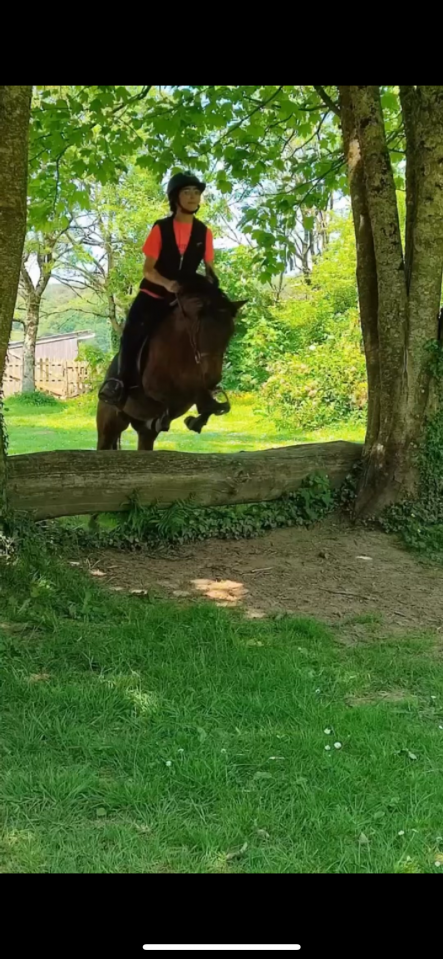 Cavalla Origine non conosciuta  In vendita 2018 Baio scuro ,  Artiste de la Trigale PFS