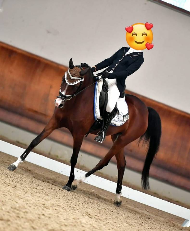 PONY DA DRESSAGE IN VENDITA