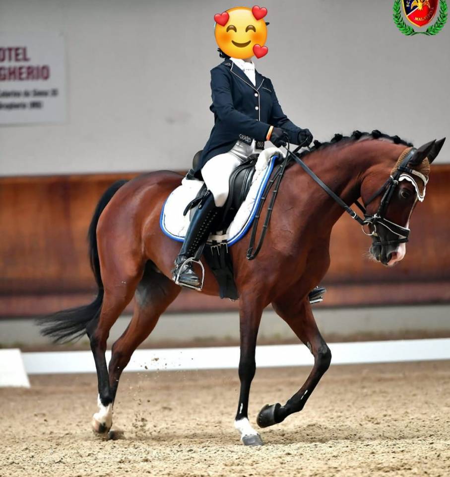 PONY DA DRESSAGE IN VENDITA