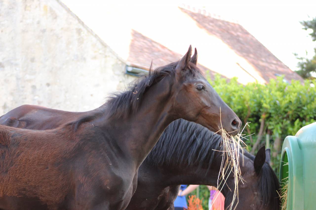 Puledro sBs Cavallo da Sport Belgio In vendita 2025 Nero ,  Denver U.S