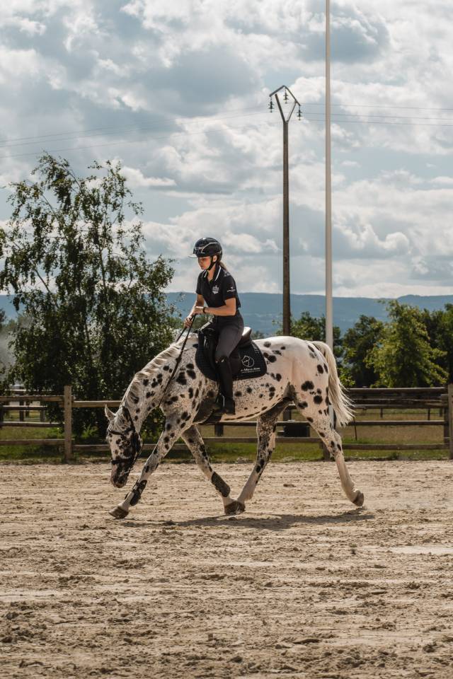 Joli cœur Z - Zangersheide 2015