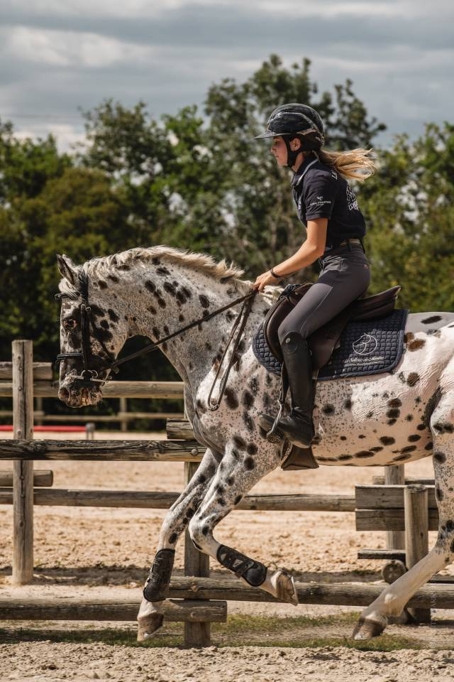 Joli cœur Z - Zangersheide 2015