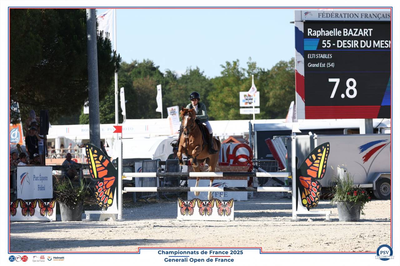 Castrone PFS Pony Francese da Sella In vendita 2013 Sauro brulé ,  Créole D'Angrie
