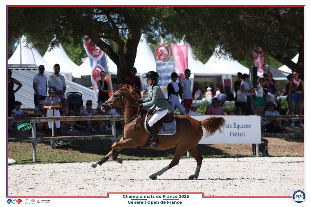 Castrone PFS Pony Francese da Sella In vendita 2013 Sauro brulé ,  Créole D'Angrie