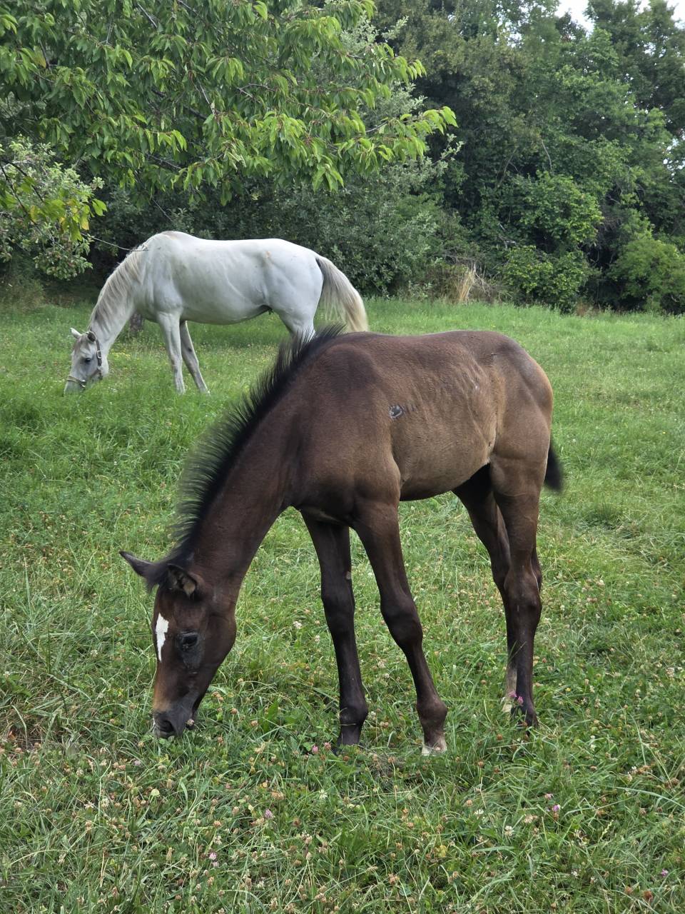 Puledra Sella Francese In vendita 2025 Baio scuro ,  Casallco Z