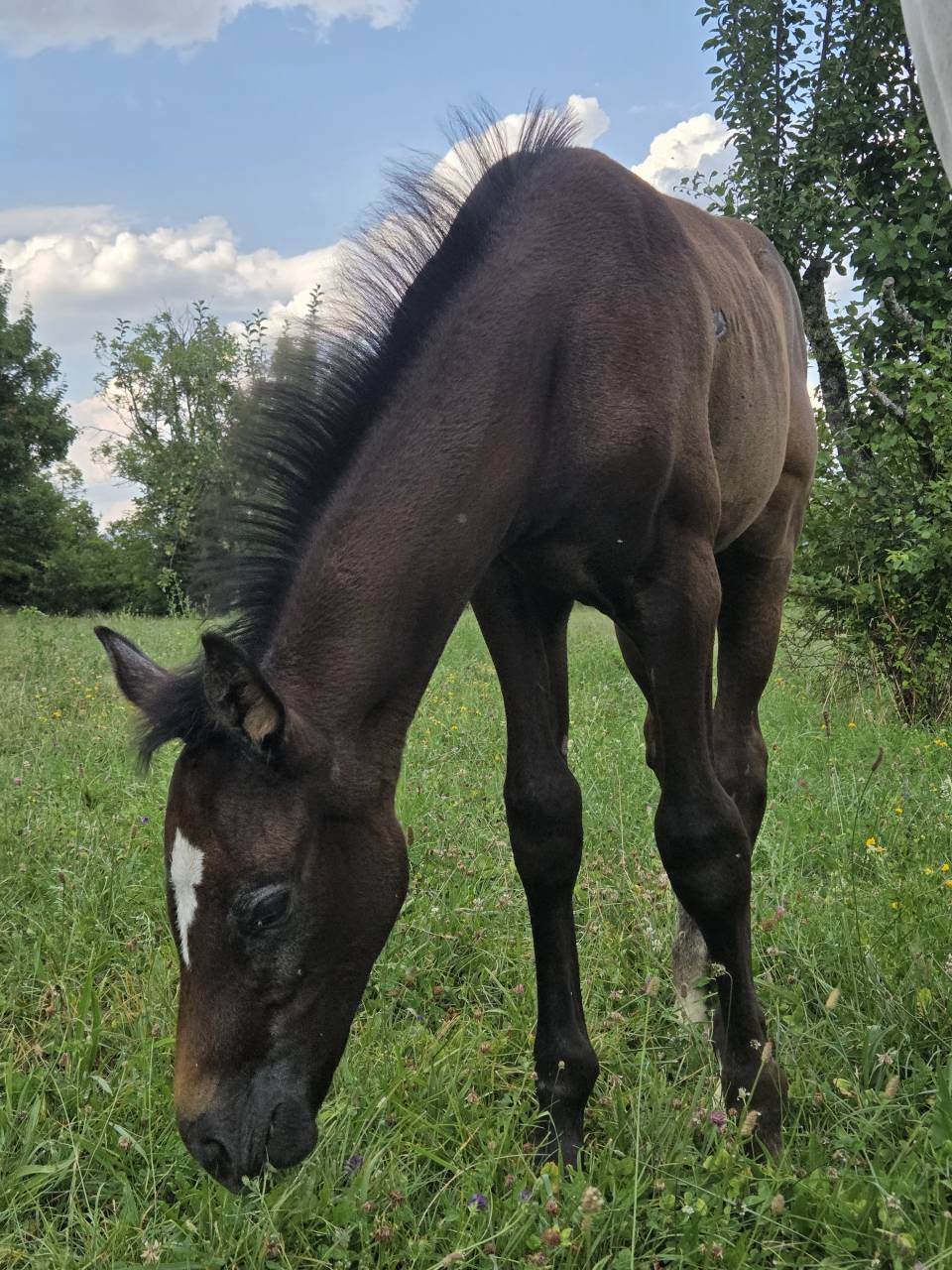 Puledra Sella Francese In vendita 2025 Baio scuro ,  Casallco Z