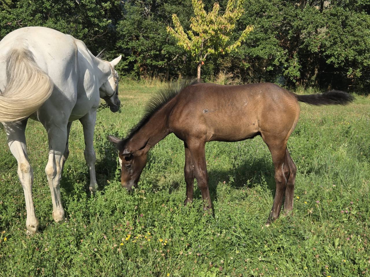 Puledra Sella Francese In vendita 2025 Baio scuro ,  Casallco Z
