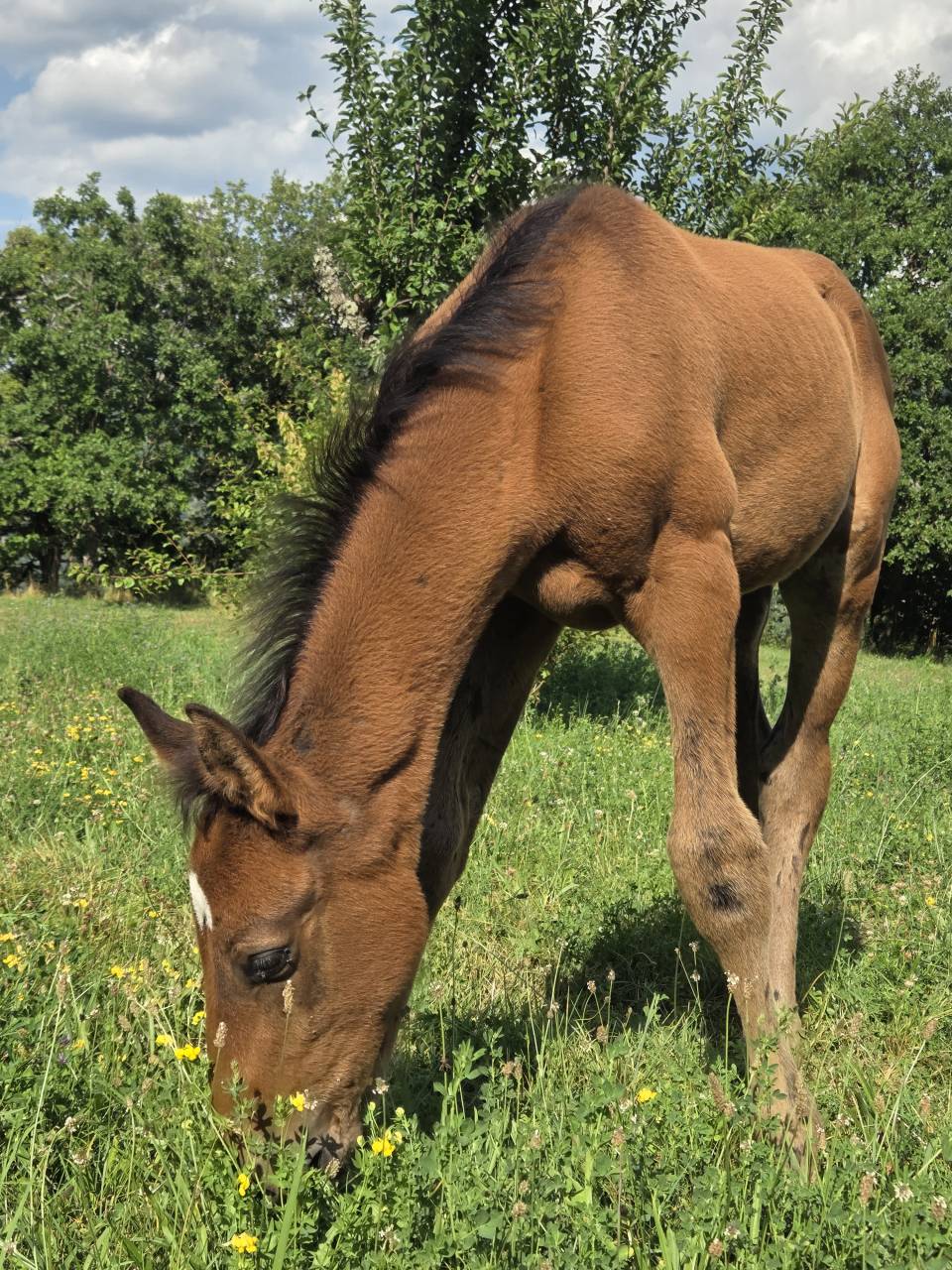 Puledra Sella Francese In vendita 2025 Baio scuro ,  Casallco Z