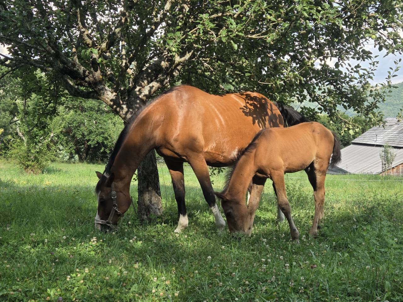 Puledra Sella Francese In vendita 2025 Baio scuro ,  Casallco Z