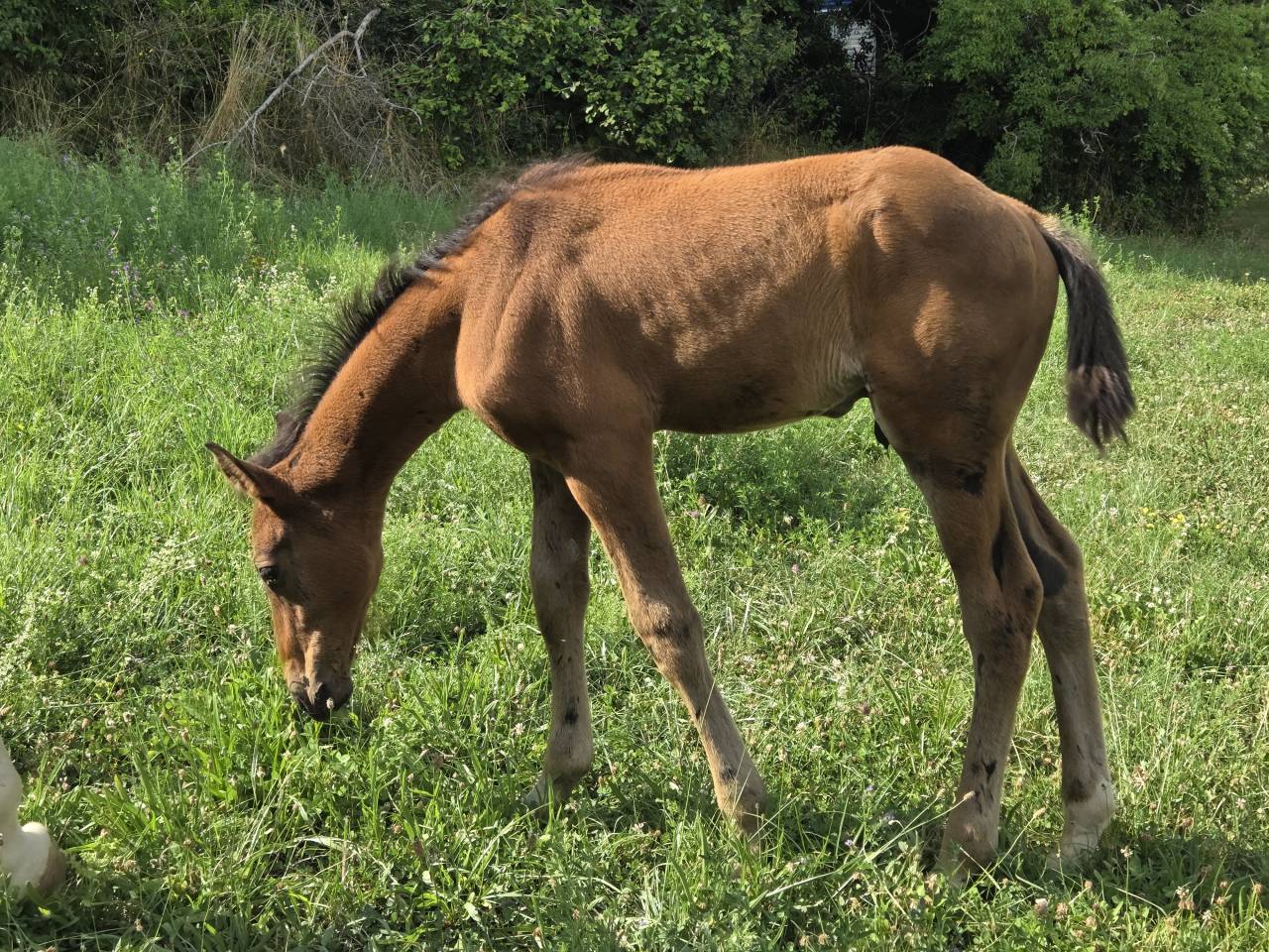 Puledra Sella Francese In vendita 2025 Baio scuro ,  Casallco Z