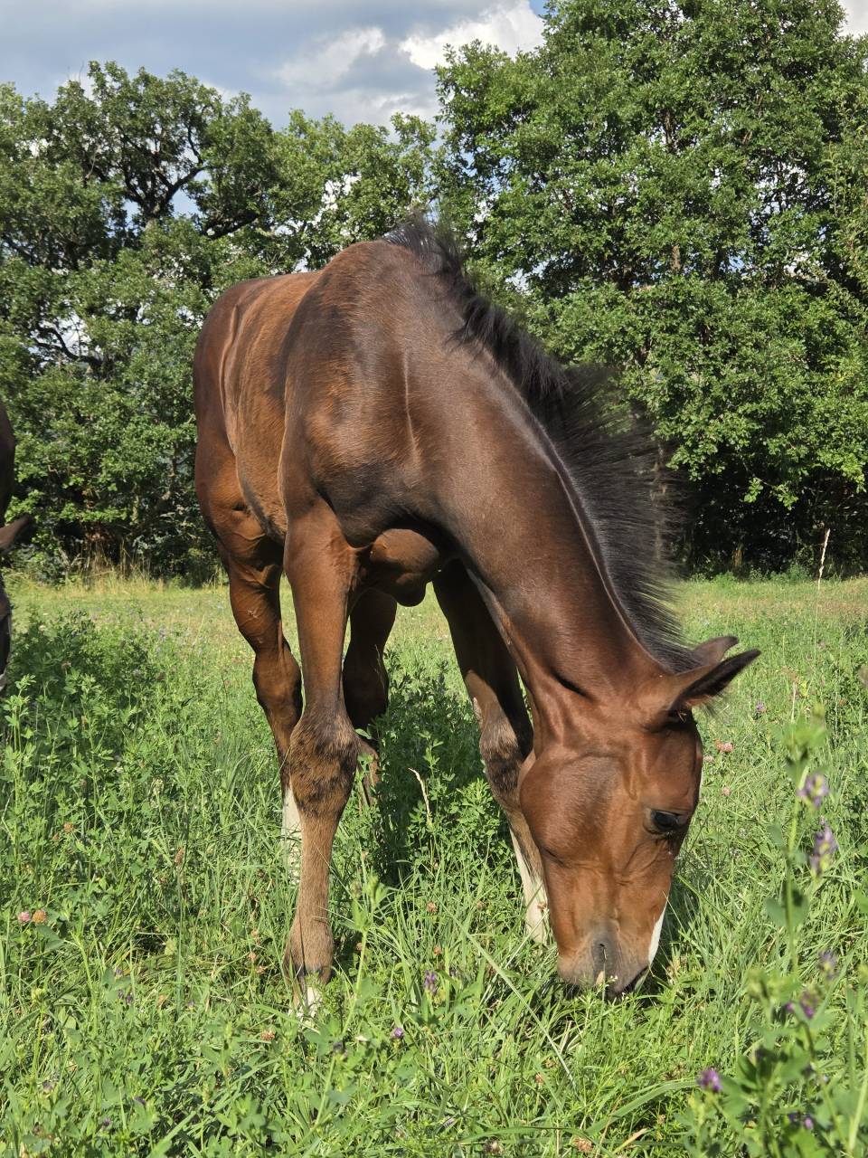 Puledra Sella Francese In vendita 2025 Baio scuro ,  Casallco Z