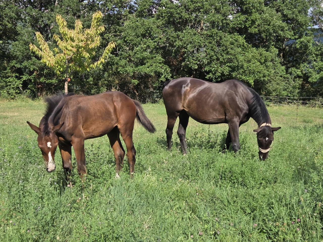 Puledra Sella Francese In vendita 2025 Baio scuro ,  Casallco Z