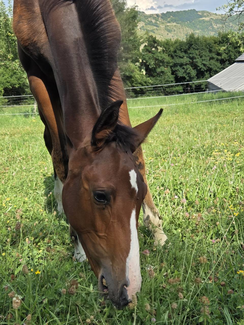 Puledra Sella Francese In vendita 2025 Baio scuro ,  Casallco Z