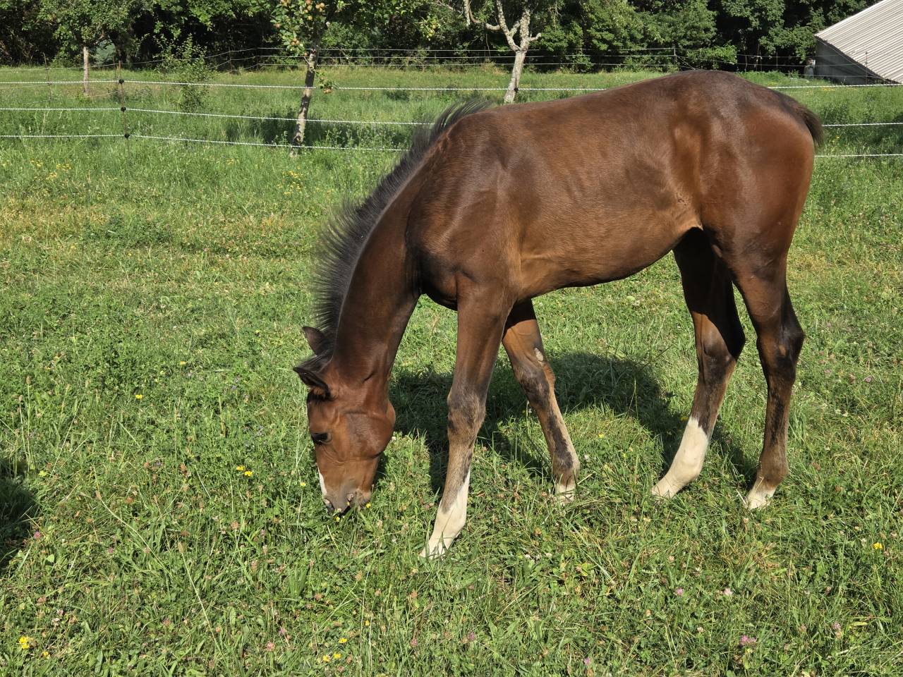 Puledra Sella Francese In vendita 2025 Baio scuro ,  Casallco Z