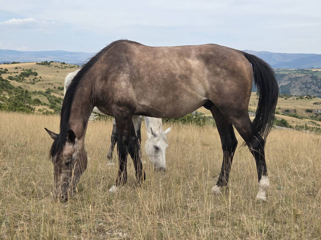 Puledra Sella Francese In vendita 2025 Baio scuro ,  Casallco Z